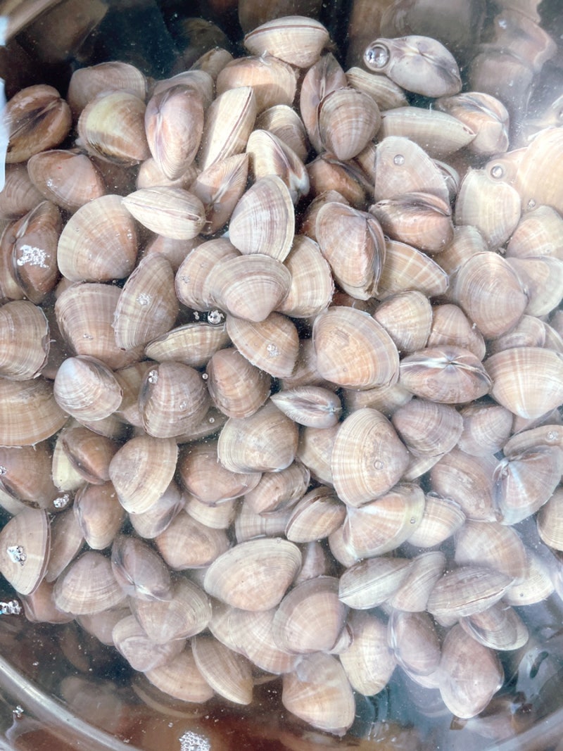 전북 고창 서해안 제철 명주조개 노랑조개 하전수산 구매가능 맛있게 먹는 방법