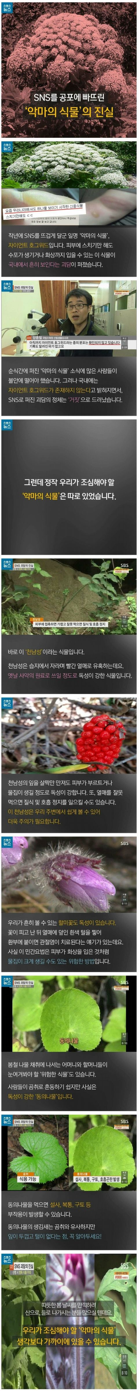  SNS를 공포에 빠뜨린 악마의 식물