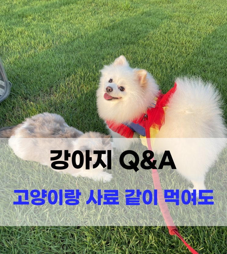  강아지 고양이 사료 같이 먹여도 될까요?