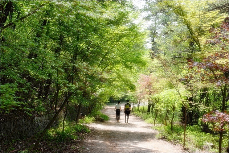  북한산 우이령길 트레킹(주차정보, 예약방법, 트레킹 코스, 오봉산 석굴암)