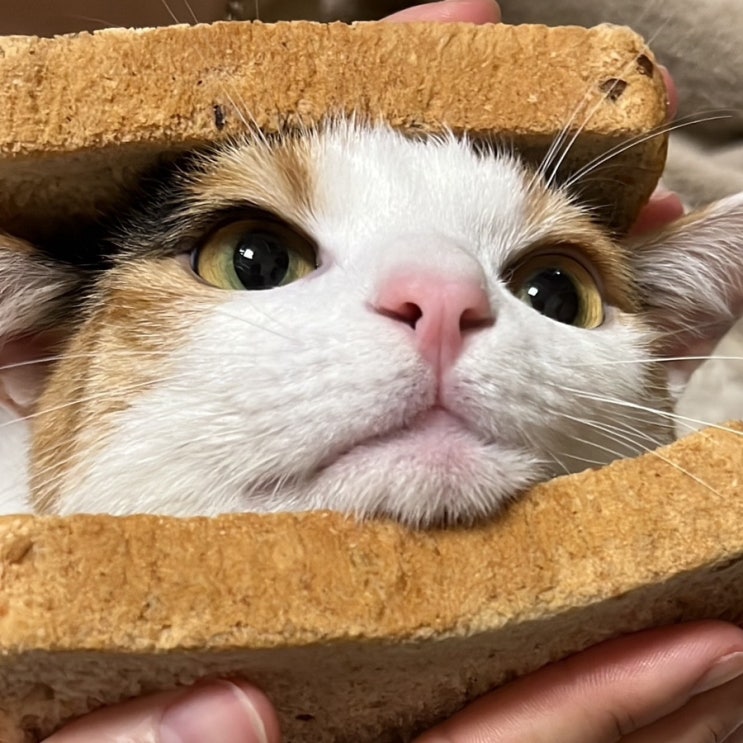  고양이 사진 웃긴 짤, 귀여운 아기 시절부터 털이