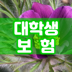  대학생보험: 가입한 보험이 있을 때 vs 하나도 없을 때