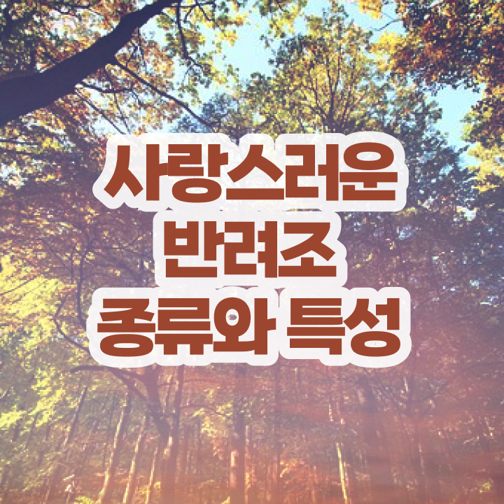  코뉴어 앵무새 키우기 , 반려조관리사 자격증 온라인강의 무료, 독학으로 취득한 방법과 후기 체크해보세요