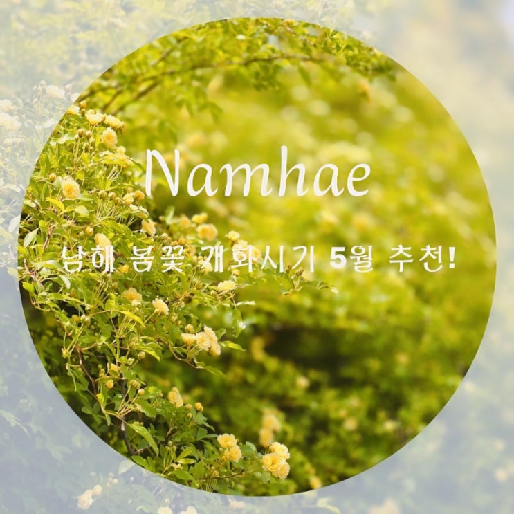  남해 산들예술원 목향장미 등나무 개화시기 실시간 5월 남해여행