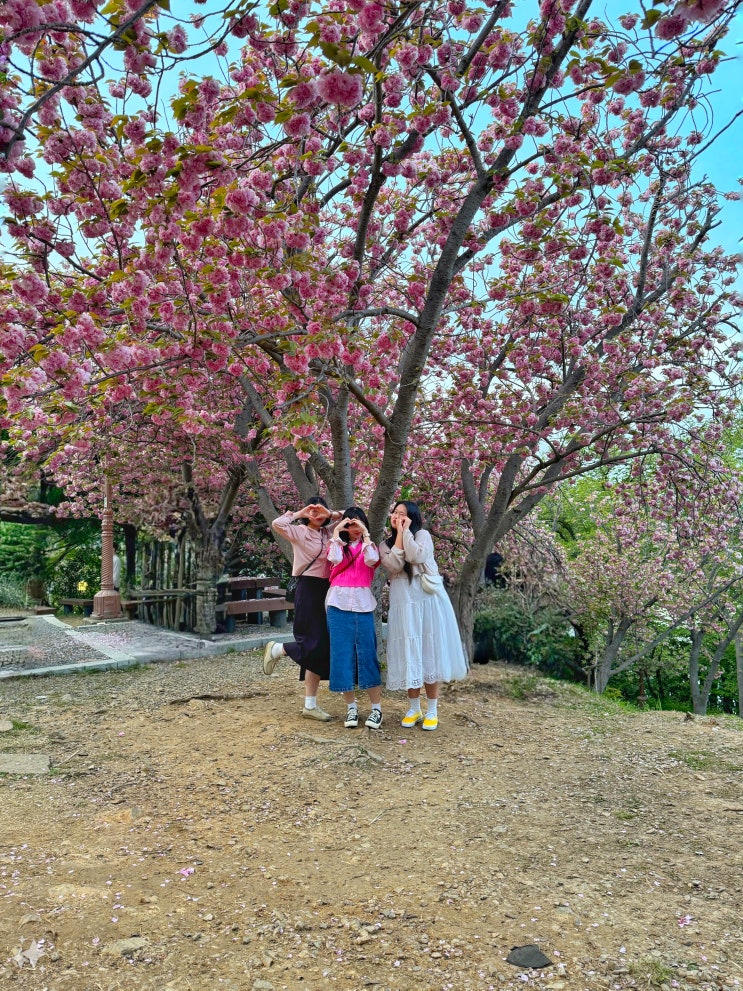 부산 민주공원 중앙공원 겹벚꽃 꽃놀이 구경 뚜둥투어 추천