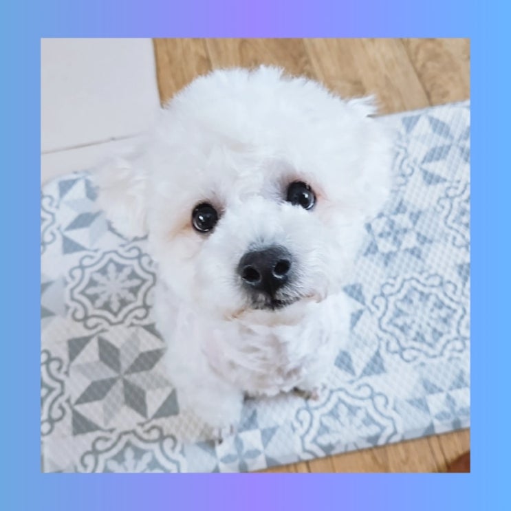  라이펫 추천인 친구코드 79FFBF562E 강아지 고양이 영양제 할인정보