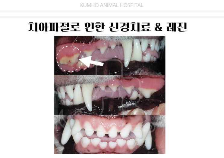  광주 강아지 치과 - 3살 강아지의 어금니 치아파절로 인한 신경치료와 레진치료 Case [광주 치과 동물병원, 금호동 동물병원, 강아지 치아파절, 강아지 레진, 강아지 신경치료]