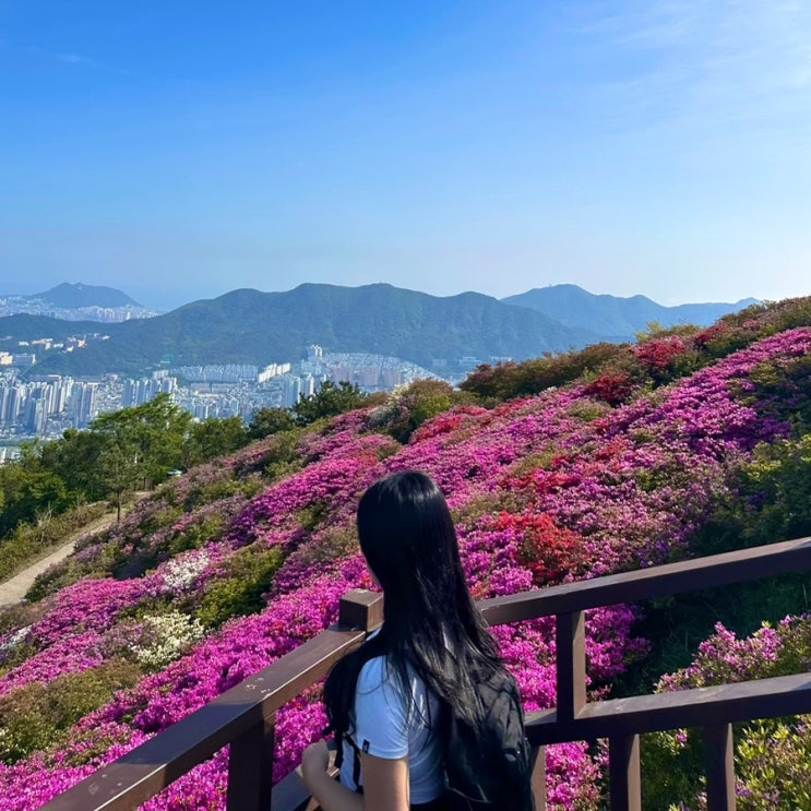 <b>부산 백양산 철쭉</b> 개화상황... (선암사-애진봉-철쭉군락지-정상... 