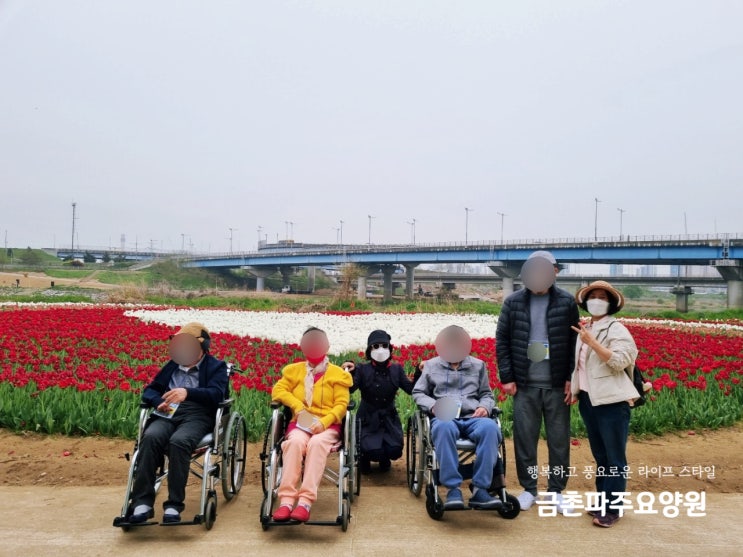  금촌파주요양원 어르신들과 공릉천 튤립축제를 다녀왔어요 :)