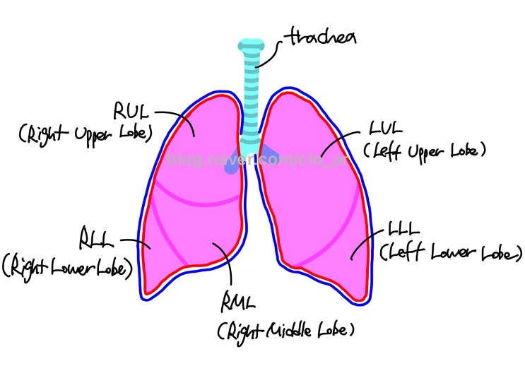 TS / Lung cancer Surgery