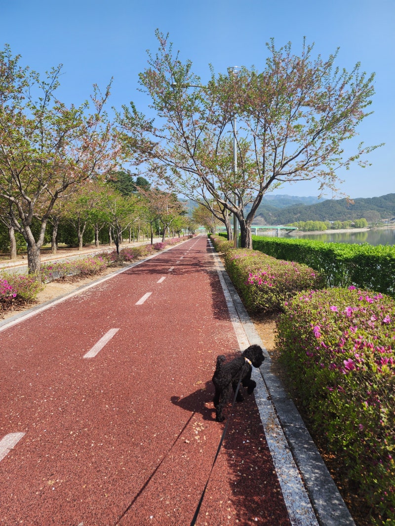 동물의약품약국 찾기 펫팜 심장사상충약 셀라이트 바르는 방법 : 네이버 블로그, image size:800x1067