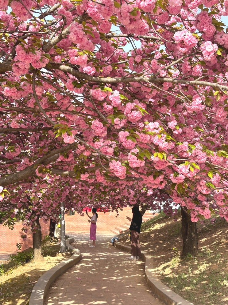  대구 겹벚꽃 명소 대구대학교 겹벚꽃 개화상황 및 위치