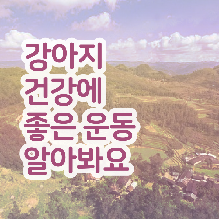  , 반려견운동지도사 빠르게 따는법, 채용 등 자격증 취득 노하우 정리해드립니다