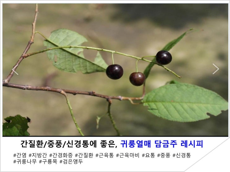  간질환/중풍/신경통에 좋은, 귀룽열매 담금주 레시피
