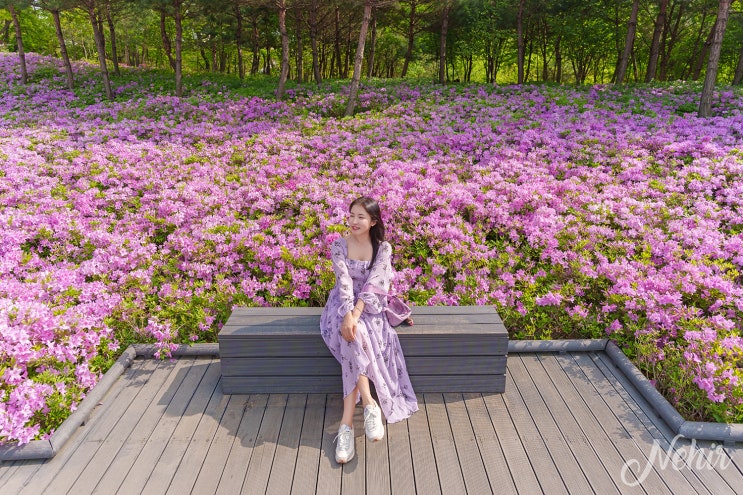 노원 불암산 나비정원 철쭉축제 불암산 철쭉동산 둘레길