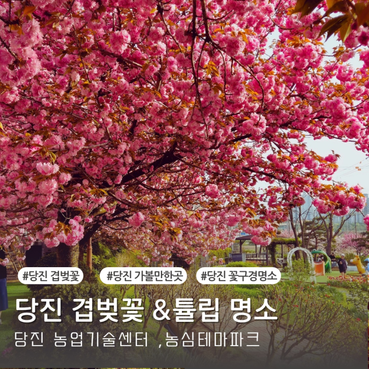  당진 겹벚꽃 &튤립 명소 당진시 농업기술센터 농심테마파크