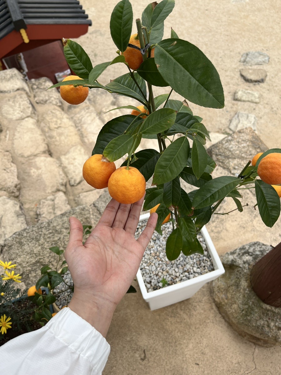 소소원 사진 6