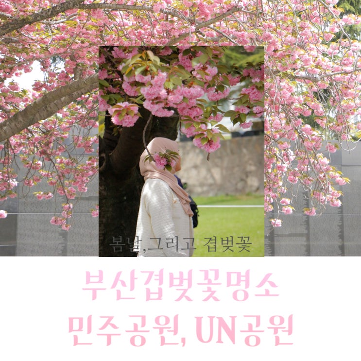  겹벚꽃 활짝 핀 부산 민주공원, 유엔공원 주말까지!