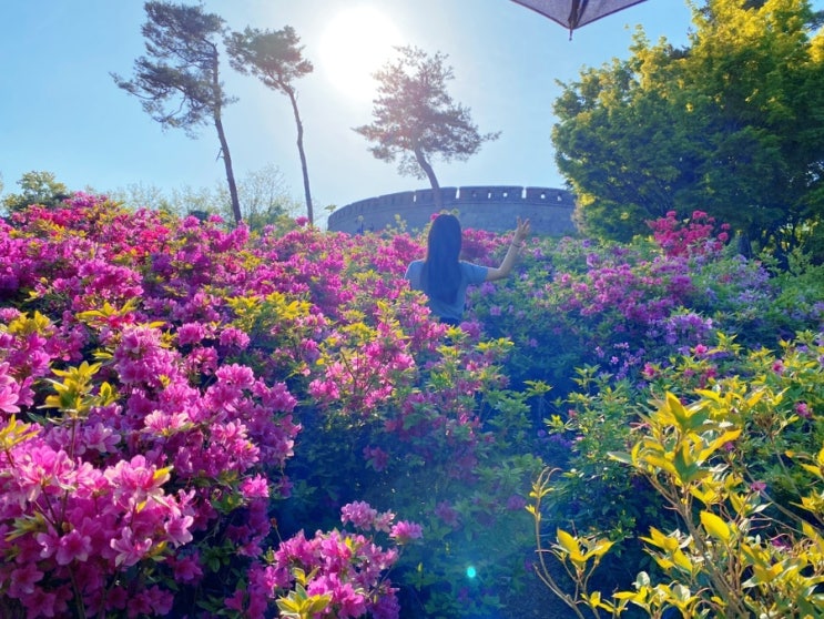  강화도 철쭉이 장관인 광성보~손돌목돈대 산책길