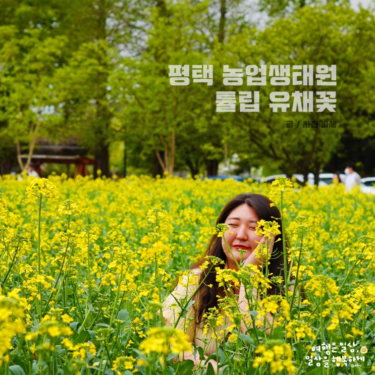 평택 근교 데이트, 농업생태원 주차장 튤립 유채꽃 놀이터 나들이