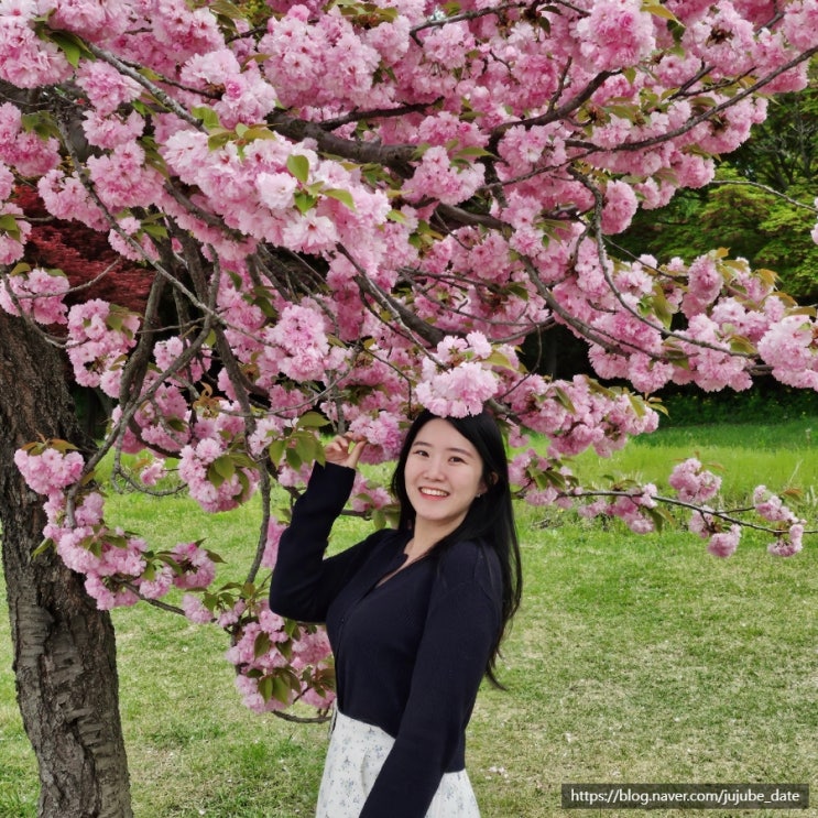  서울 근교 겹벚꽃 명소 하남 미사경정공원 겹벚꽃 실시간 개화 상태