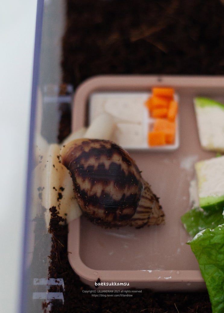  패각이 또렷해지고 있는 우리 달팽이들 Achatina fulica
