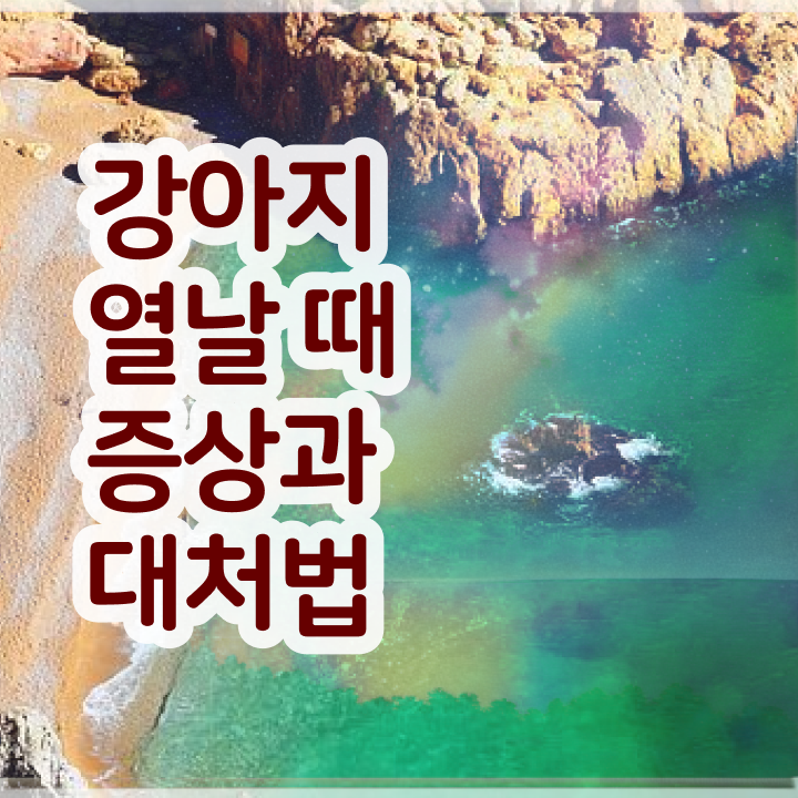  반려동물관리사전망 , 반려동물관리사 자격증 비용없이 온라인으로 학습 및 합격 과정 체크해보세요