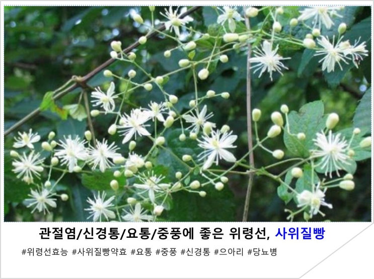  관절염/신경통/요통/중풍에 좋은 위령선, 사위질빵