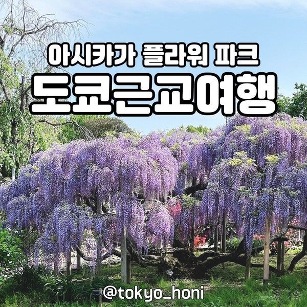  도쿄 근교 아시카가 플라워 파크