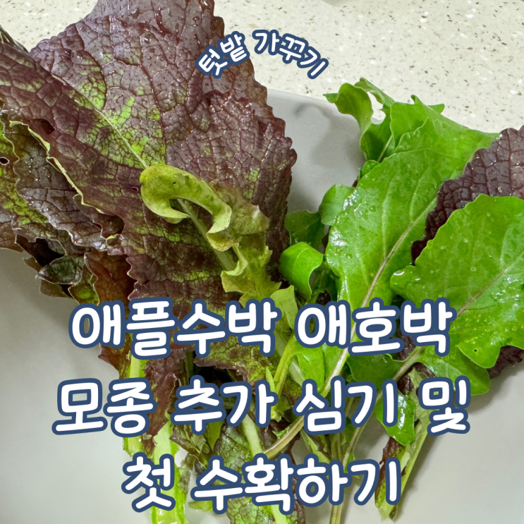  아이들과 함께 하는 텃밭 가꾸기 애플수박 애호박 모종 추가 심기 및 첫 수확하기