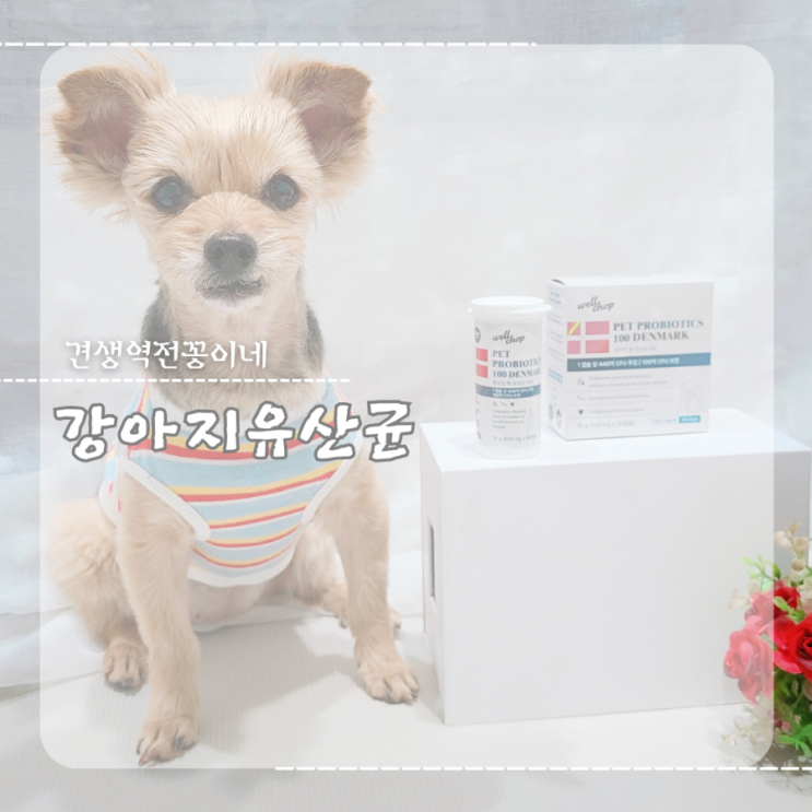  강아지 유산균 노견 면역력 영양제, 웰찹 애견유산균 추천