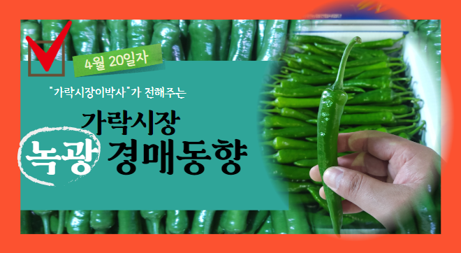 [경매사 일일보고] 2024년 4월 20일자 가락시장 녹광 경매동향을 살펴보겠습니다!