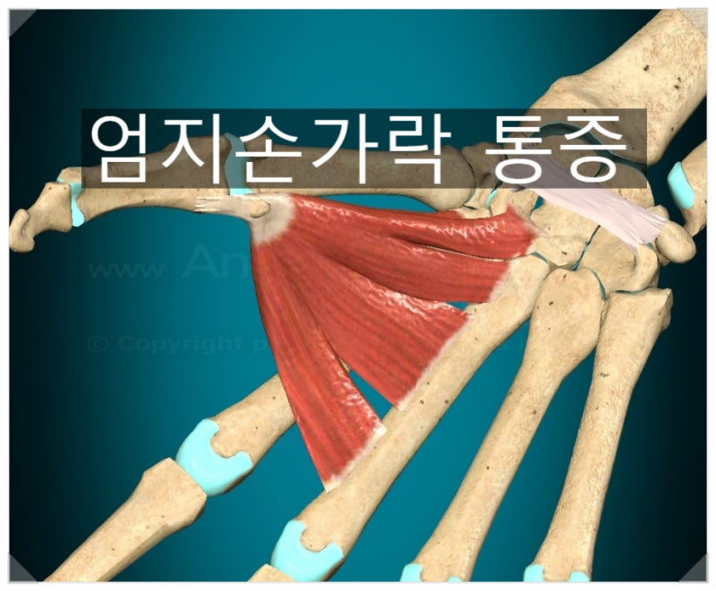 엄지손가락 통증 원인 테이핑 운동 마사지