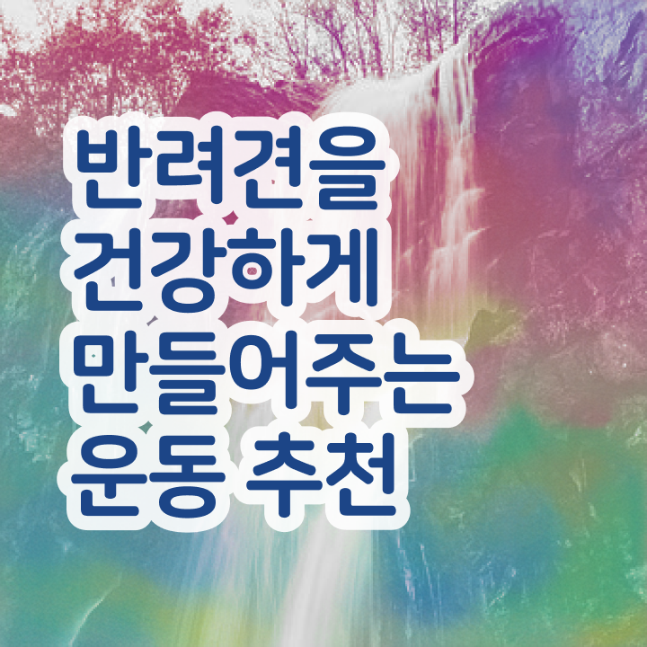  반려견운동지도사 강의 , 반려견운동지도사 과정, 시험노하우 등 자격증 후기