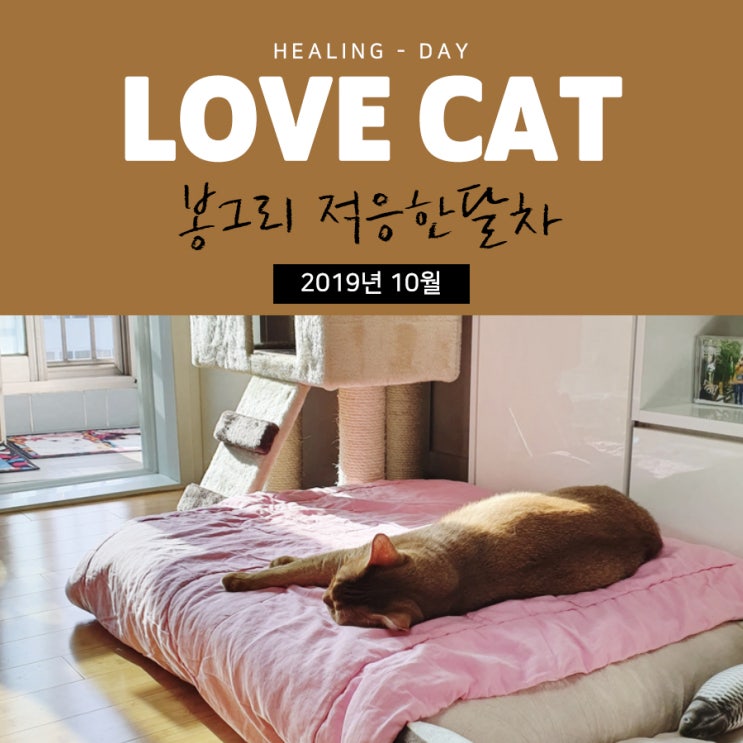  봉그리와 함께한 시간의 흔적 (입양 한달차)