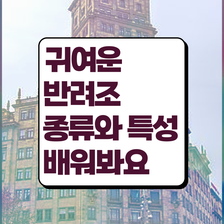  목도리앵무분양 , 반려조관리사 자격증 구인구직 채용 관련 정리해드립니다