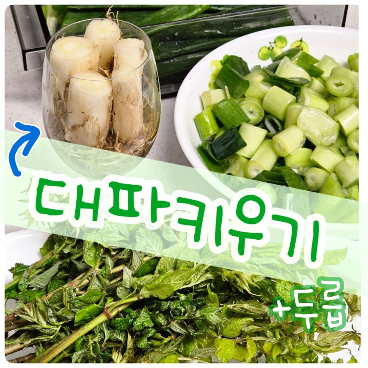  대파 가격 보고 깜짝! 대파 키우기 그리고 인생 첫 두릅