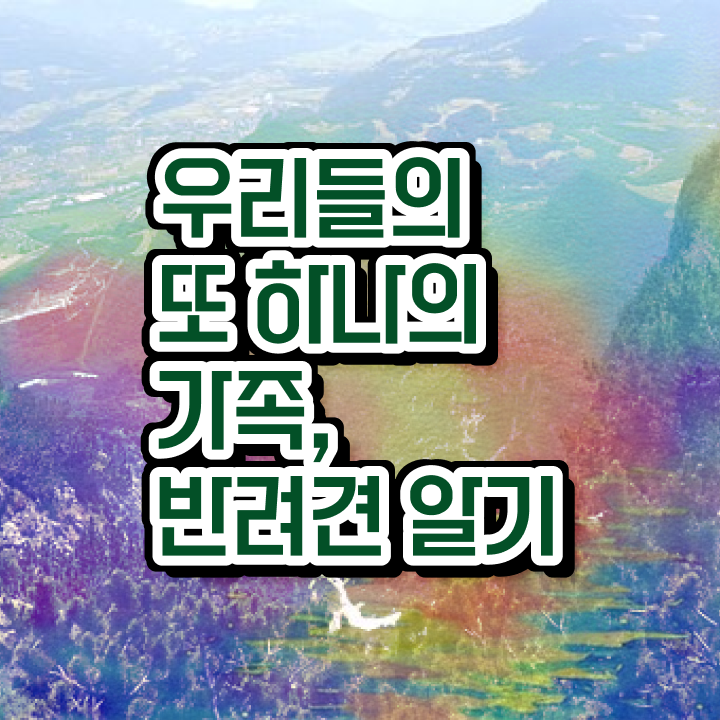  반려동물국가자격증 , 반려동물관리사 자격증 온라인 강의 정보 와 자격증 취득 노하우