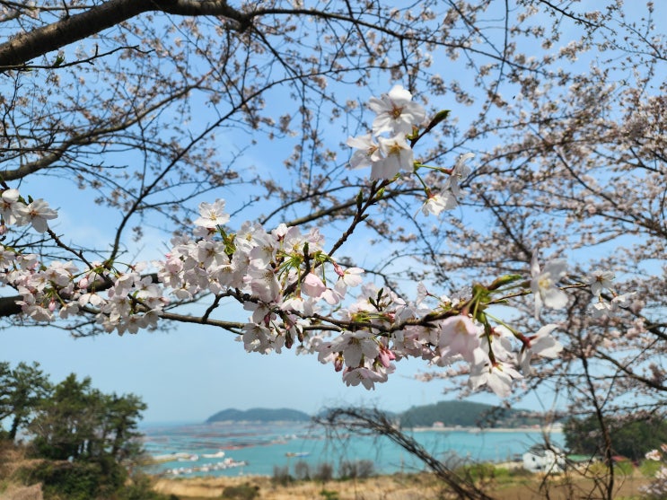 완도 가볼만한 곳 청산도 벚꽃 슬로걷기코스 여행 완도 가볼만한 곳 청산도 벚꽃 슬로걷기코스 여행