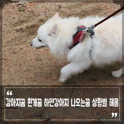 강아지 꿈 흰 개꿈 하얀 강아지가 나오는꿈 상황별 18가지 해몽