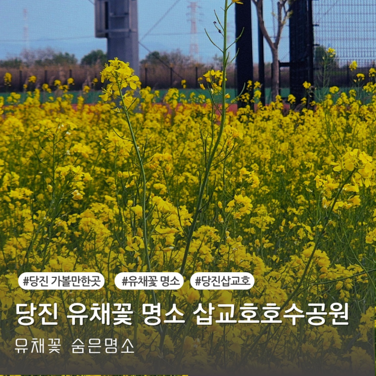  당진 가볼만한곳 유채꽃명소 당진 삽교호 호수공원