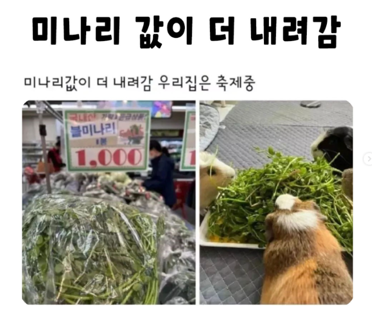  미나리 값이 내려가면 우리집은 축제