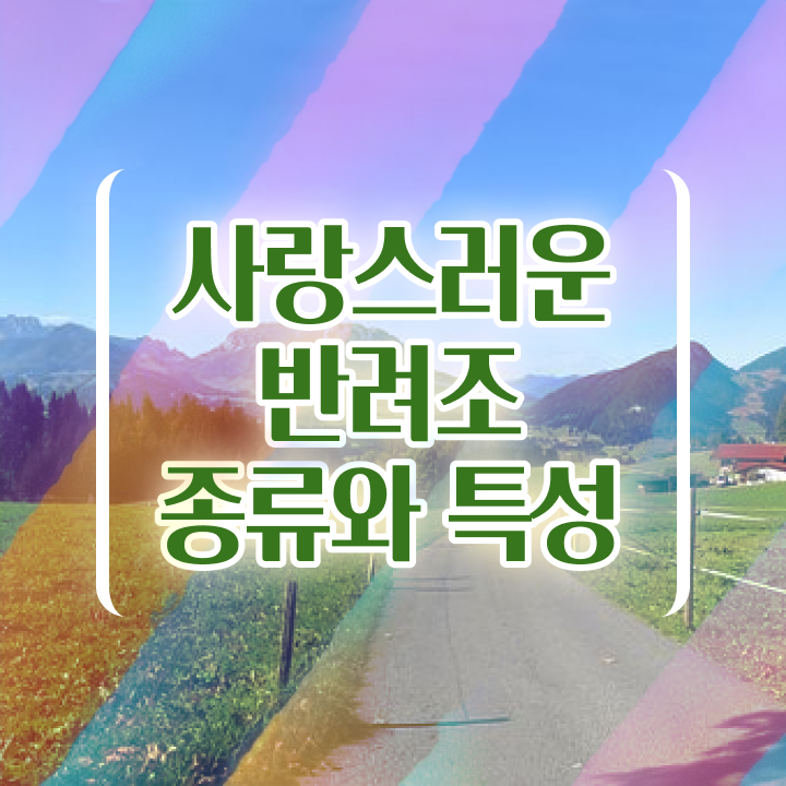  말하는 앵무새 가격 , 반려조관리사 자격증 취업 정보 콕콕 짚어드립니다
