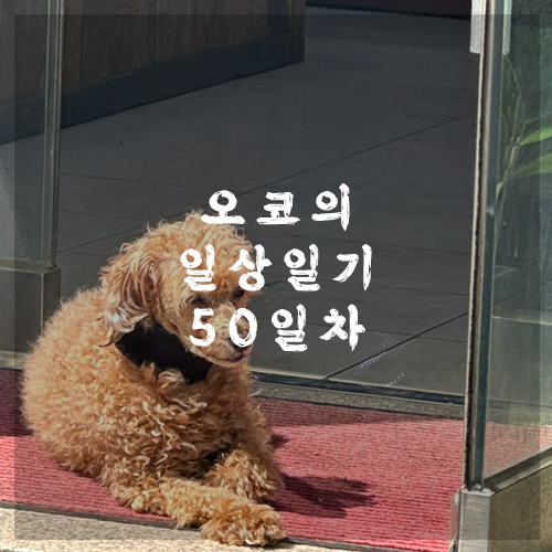  오코의 100일 일상일기 DAY 50 노원 종로 강동 서울투어 다녀옴