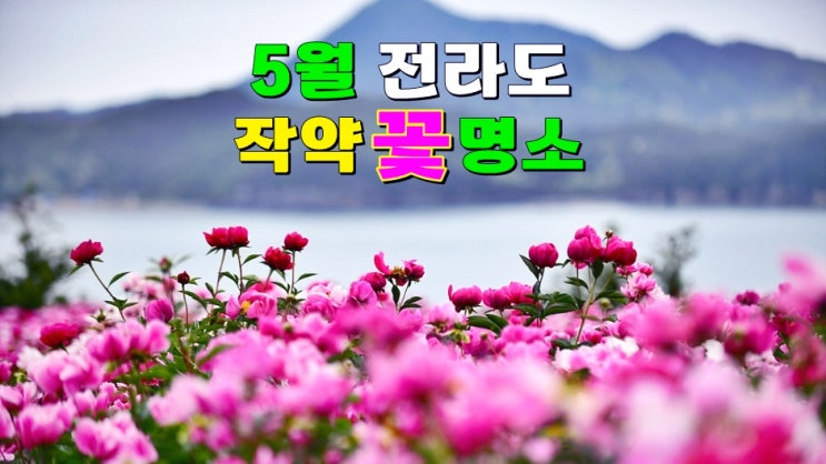 5월의 꽃 작약 꽃말 개화시기 명소 추천 : 전남 고흥 · 전북 임실 옥정호 작약꽃밭 붕어섬 출렁다리 5월의 꽃 작약 꽃말 개화시기 명소 추천 : 전남 고흥 · 전북 임실 옥정호 작약꽃밭 붕어섬 출렁다리
