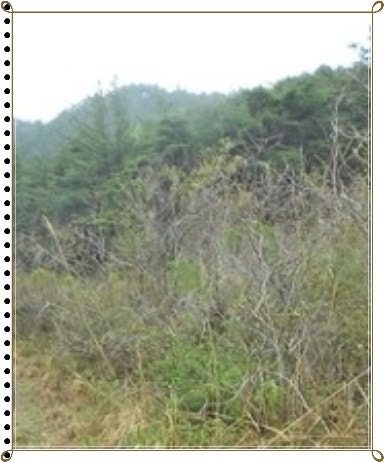 용제산 사진 1