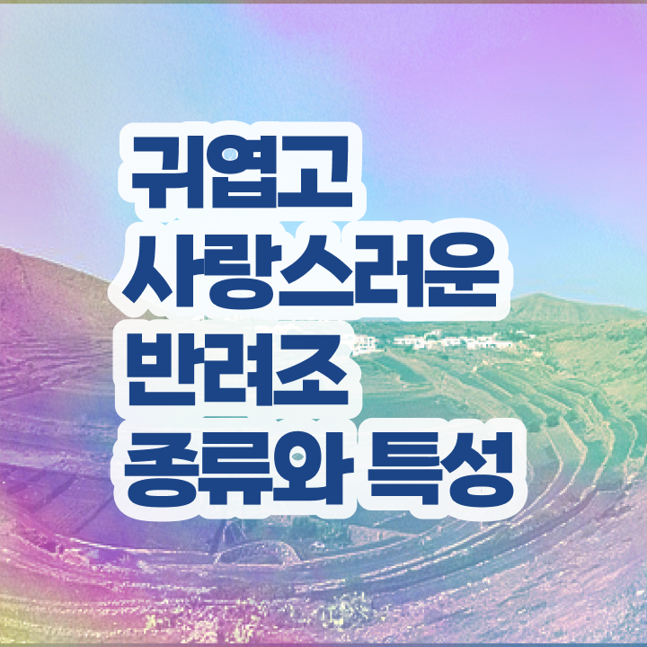  퀘이커 앵무새 분양 , 반려조관리사 자격증 온라인강의 무료, 독학으로 학습 후 취득방법 요약