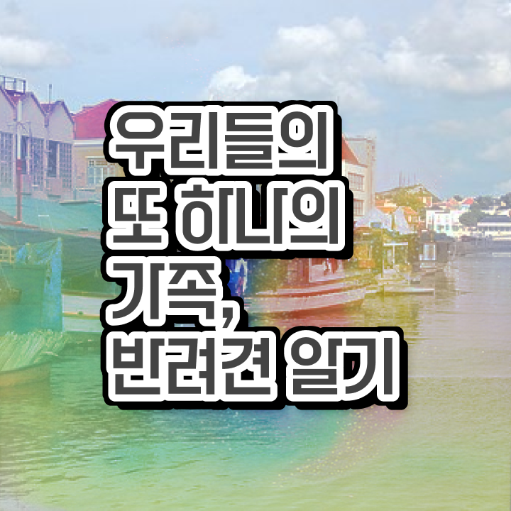  반려동물과 대학 , 반려동물관리사 자격증 동영상으로 취득했던 후기 제가 알려드릴게요