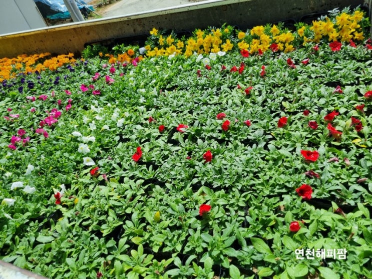  마을꽃심기 마을공동체활동 점심식사 연천호랑이배꼽마을
