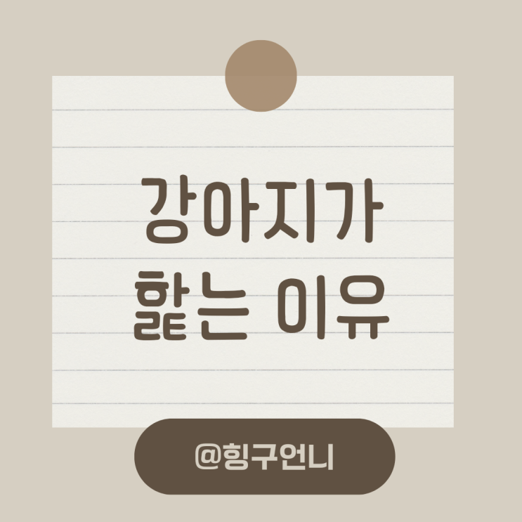  강아지가 몸을 핥는 이유가 뭘까?